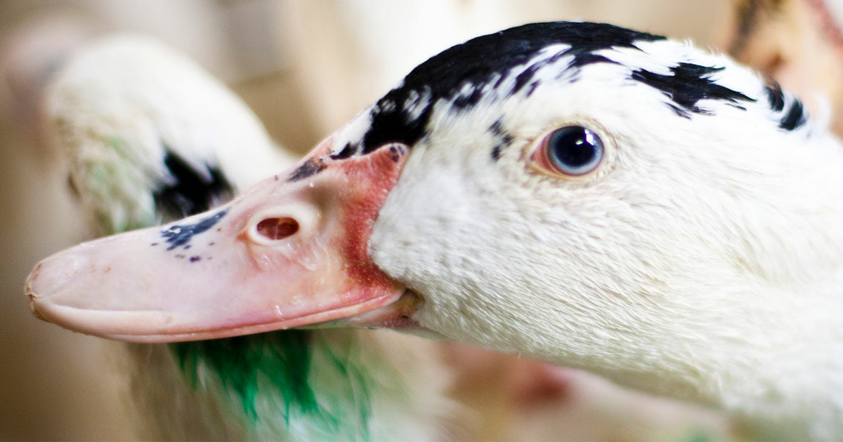 Portland City Council Hears Animal Equality Plea for Foie Gras Ban
