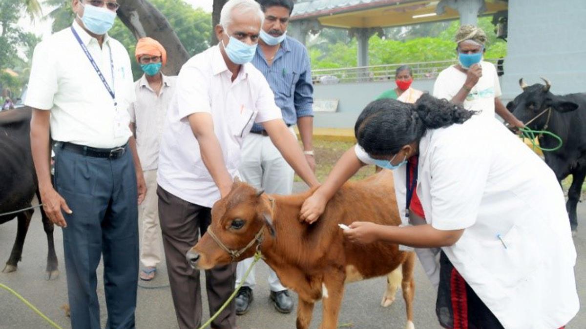 T.N. CM writes to Union Minister of Animal Husbandry, seeking supply of FMD vaccine for cattle
