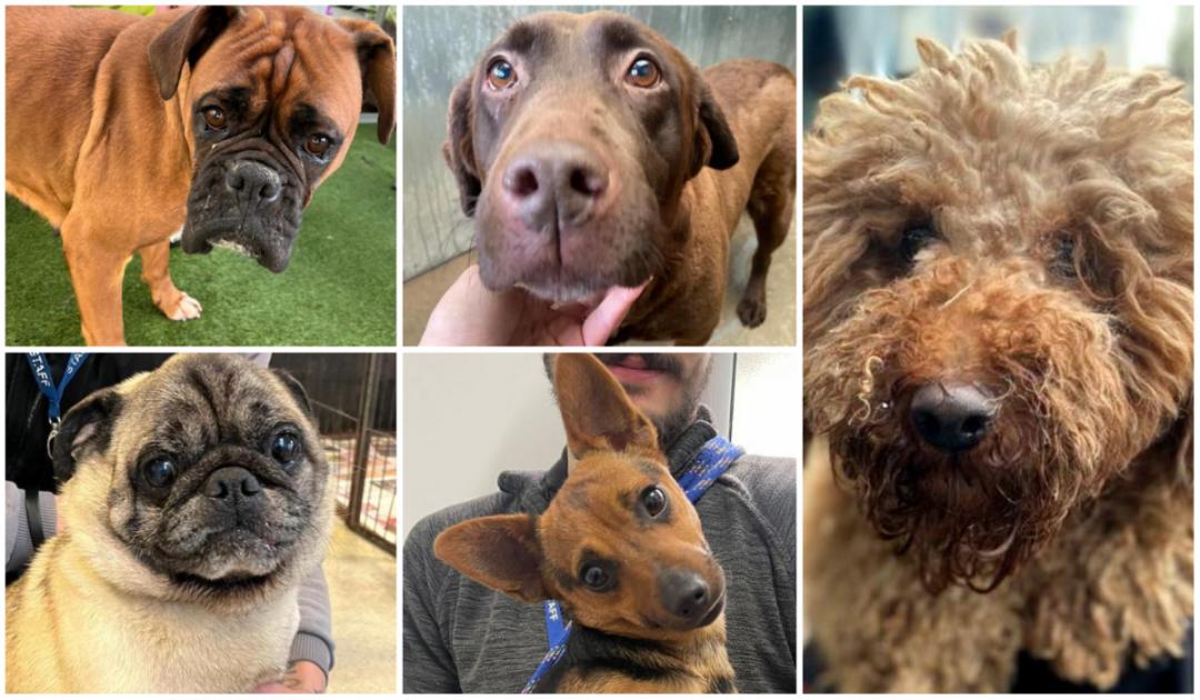 The 5 dogs looking for forever homes at Many Tears Animal Rescue