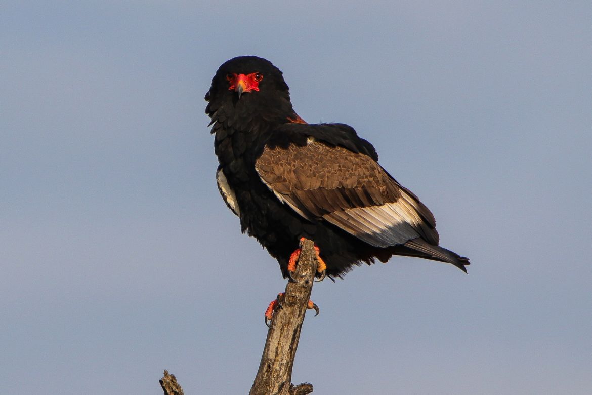 The Birds of Zululand, KwaZulu-Natal