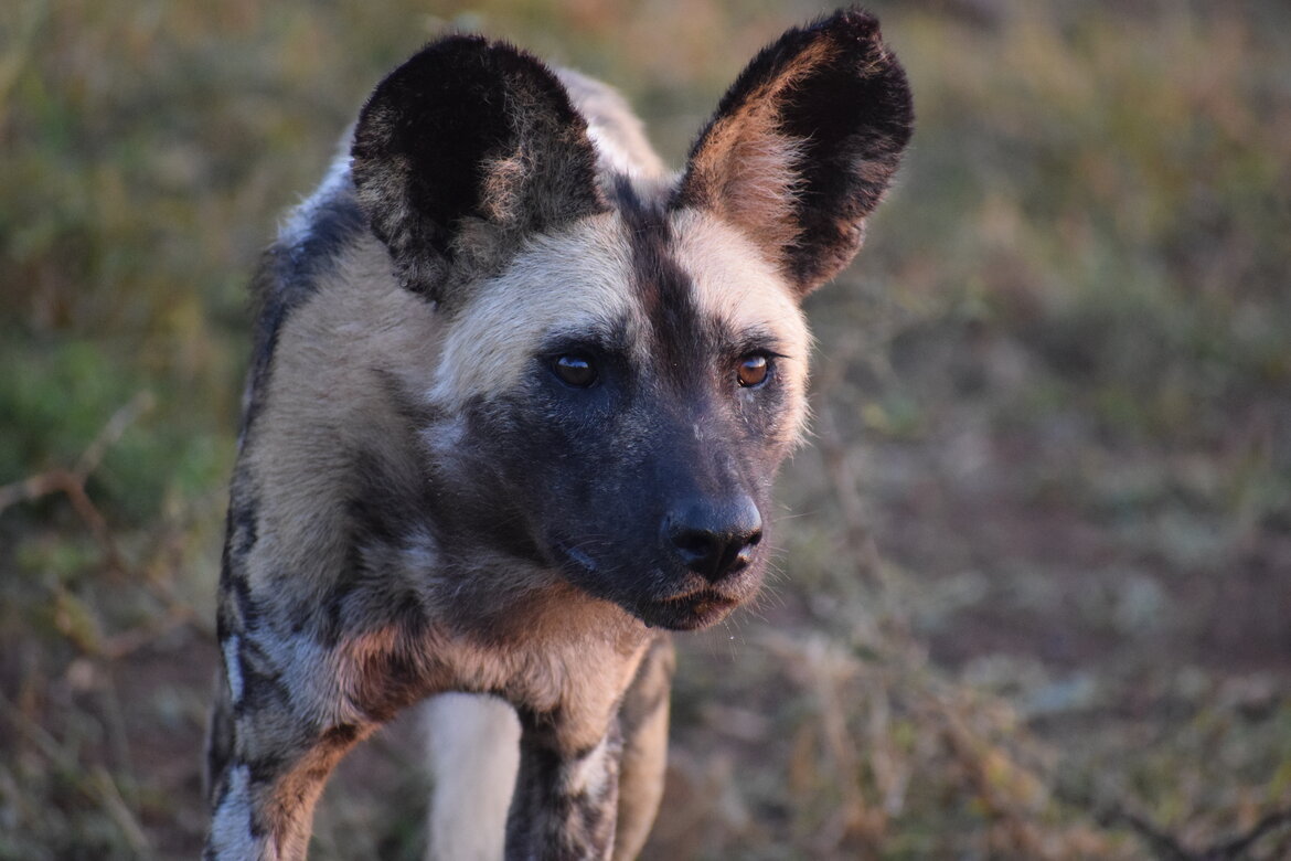 Conserving African Wild Dogs