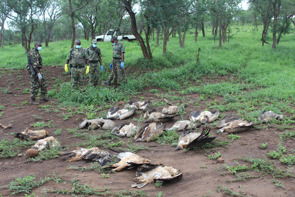 Vultures Poisoned in Zululand