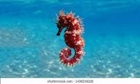 Animal Channeler: Channeled Messages from Seahorse!