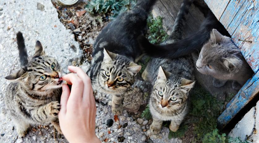 Animal rights org. calls on Friesland to stop shooting stray cats