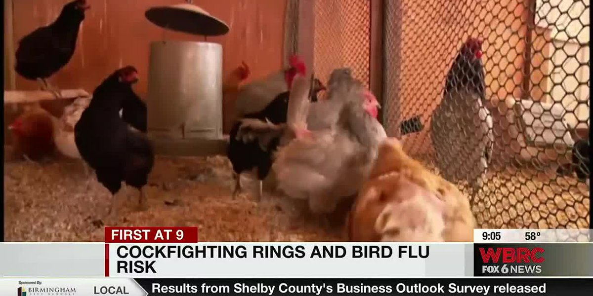 Animal welfare groups pushing for stricter laws against cockfighting in Ala. as bird flu continues to spread