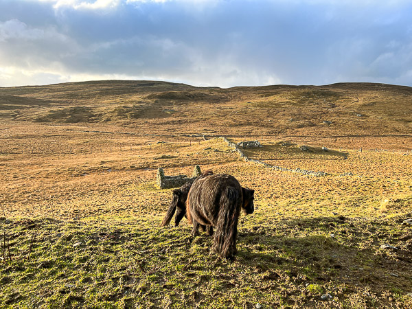 Back They Go | My Shetland