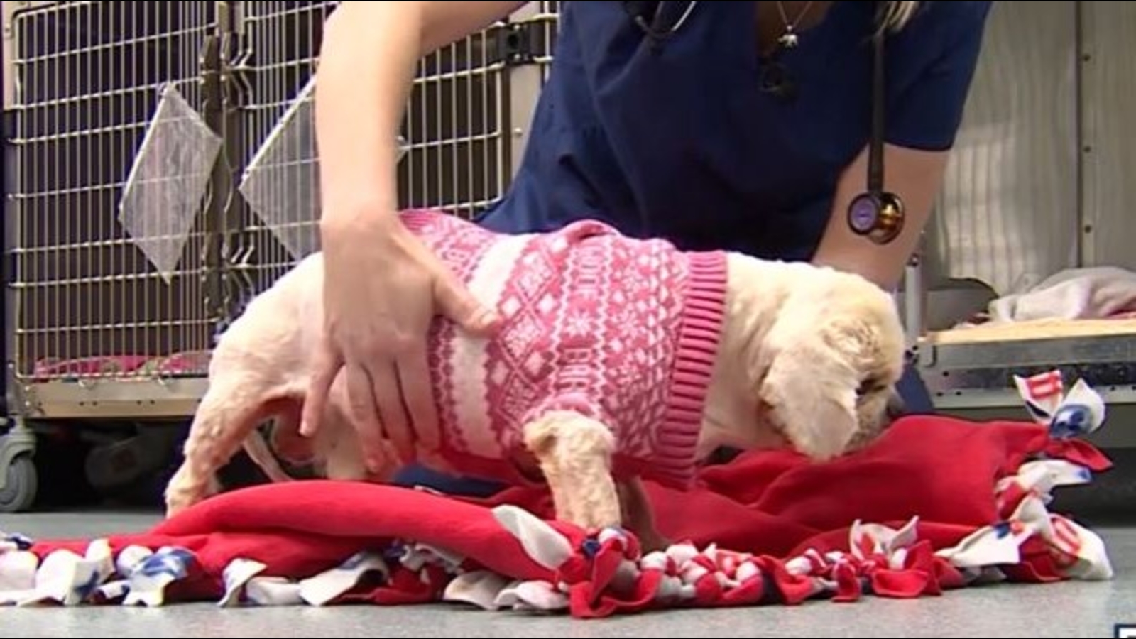Dog rescued: Pekingese mix recovering at Florida animal rescue after found stuck to sidewalk