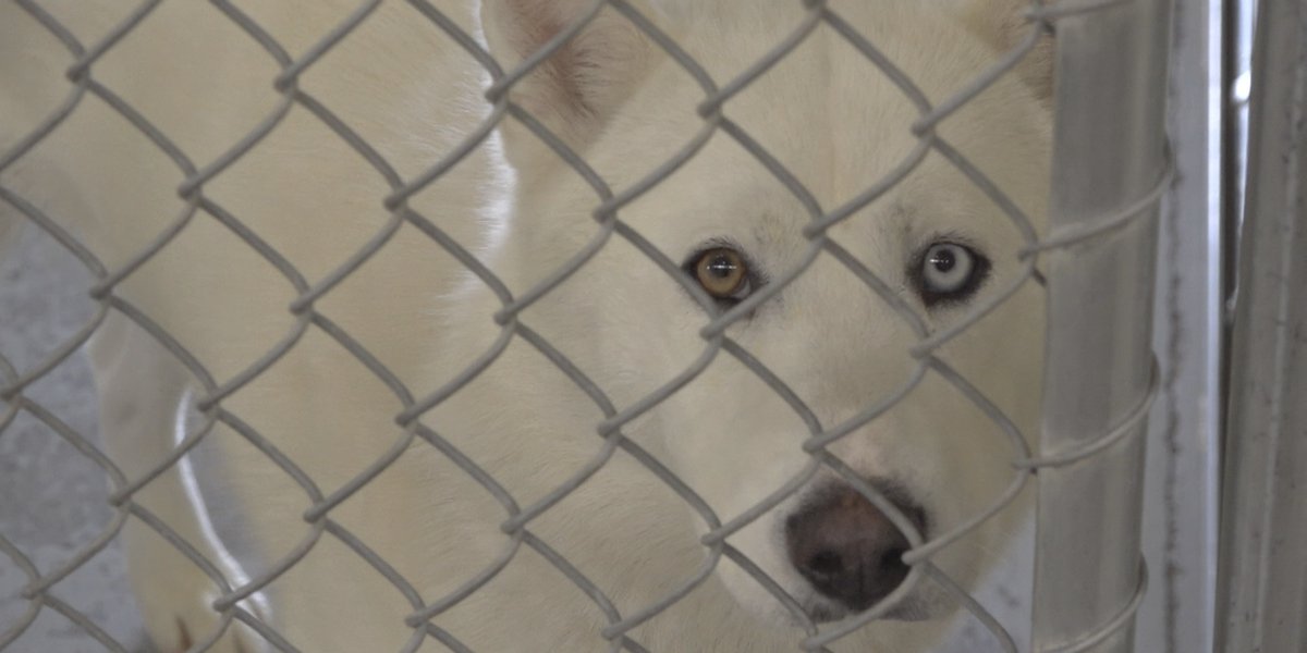 Las Vegas council member calls for a city animal shelter