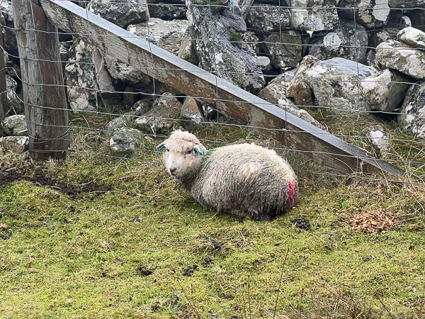 Little Sheep | My Shetland