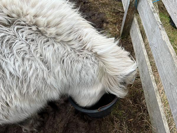 Newt is a little….. | My Shetland