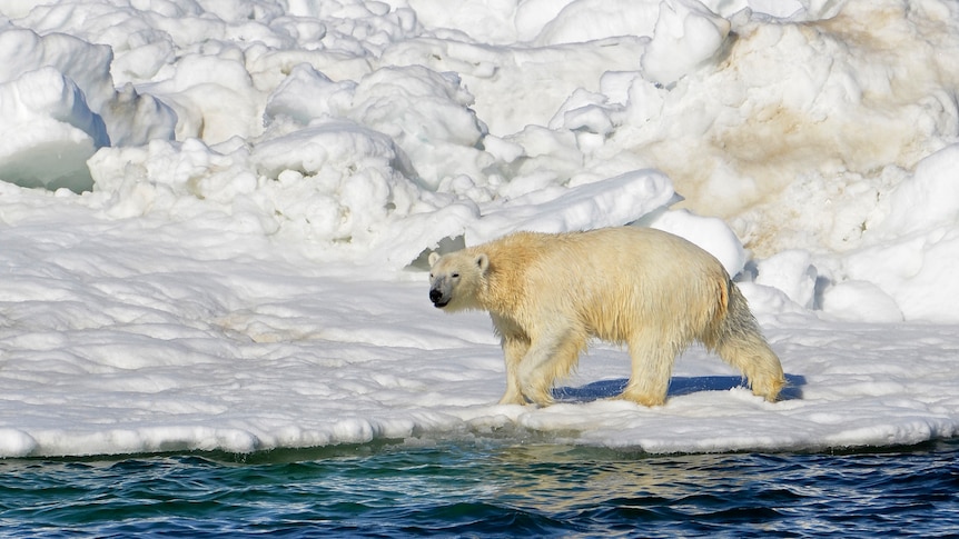 A polar bear walking on ice next to water.