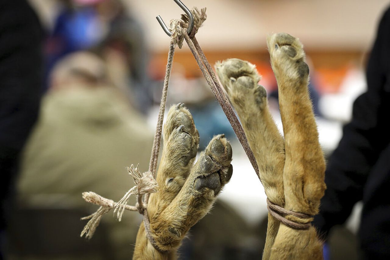 Re: “Make your New Year’s resolution not to wear animal skins” | PennLive letters