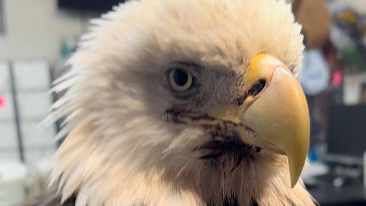 Rogers County animal rescue mourns loss of twice-rescued eagle – FOX23 News