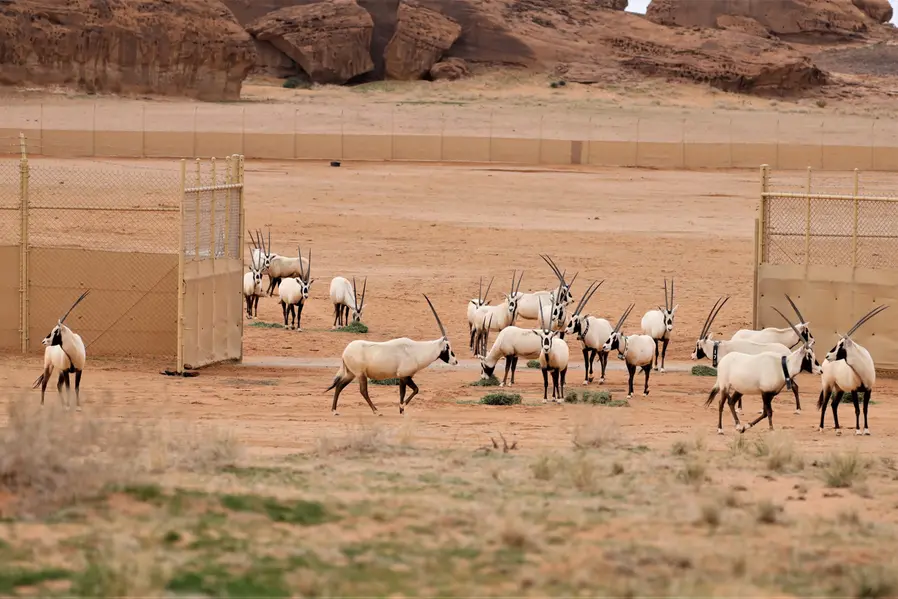 Royal Commission for AlUla’s scientific best practices enable its largest animal reintroduction