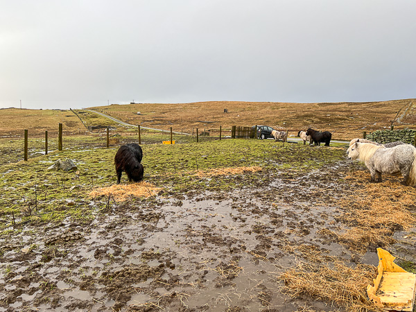 Snow Gone | My Shetland