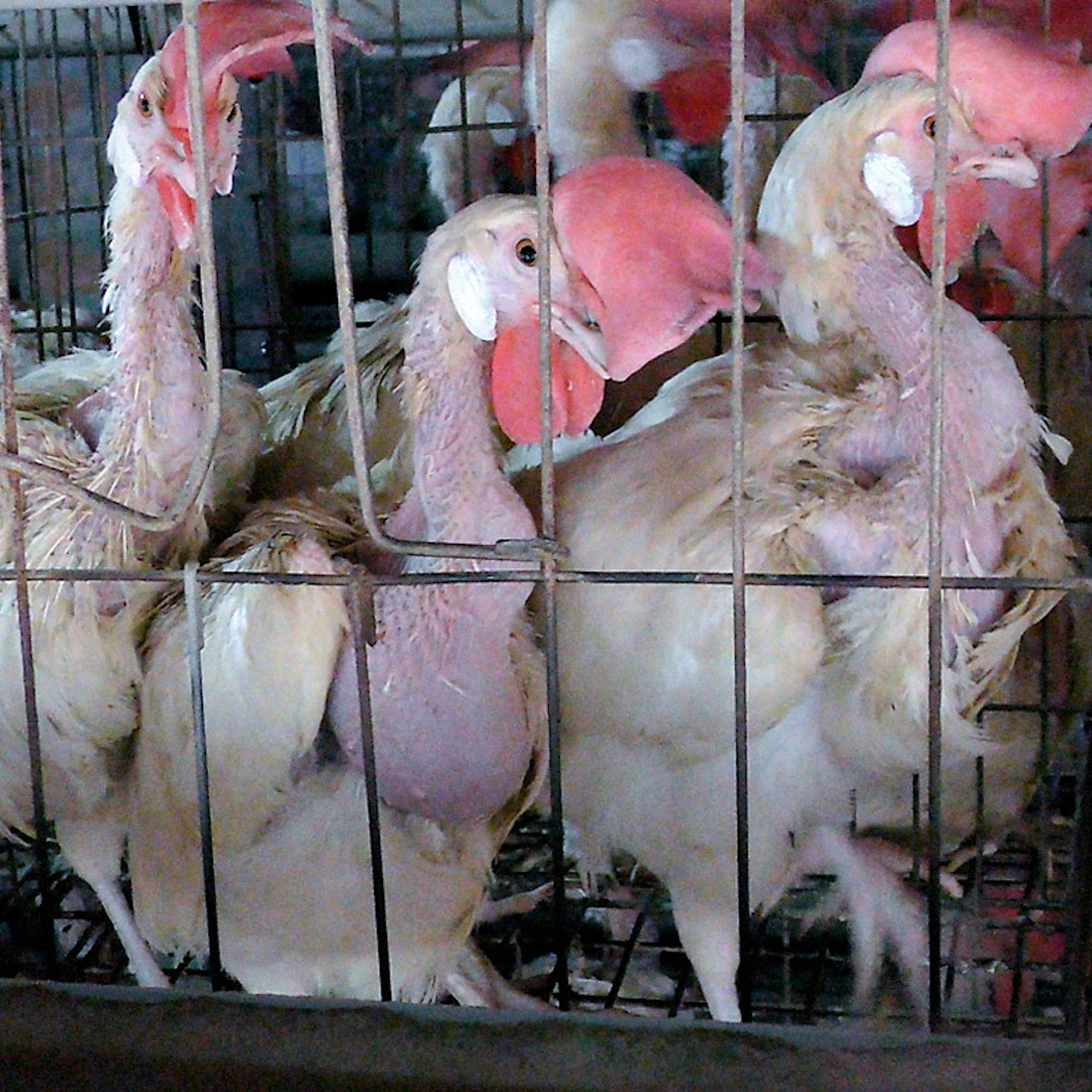 The Open Wing Alliance Calls on Viking Cruises to Finally Announce a Ban on Cages for Hens