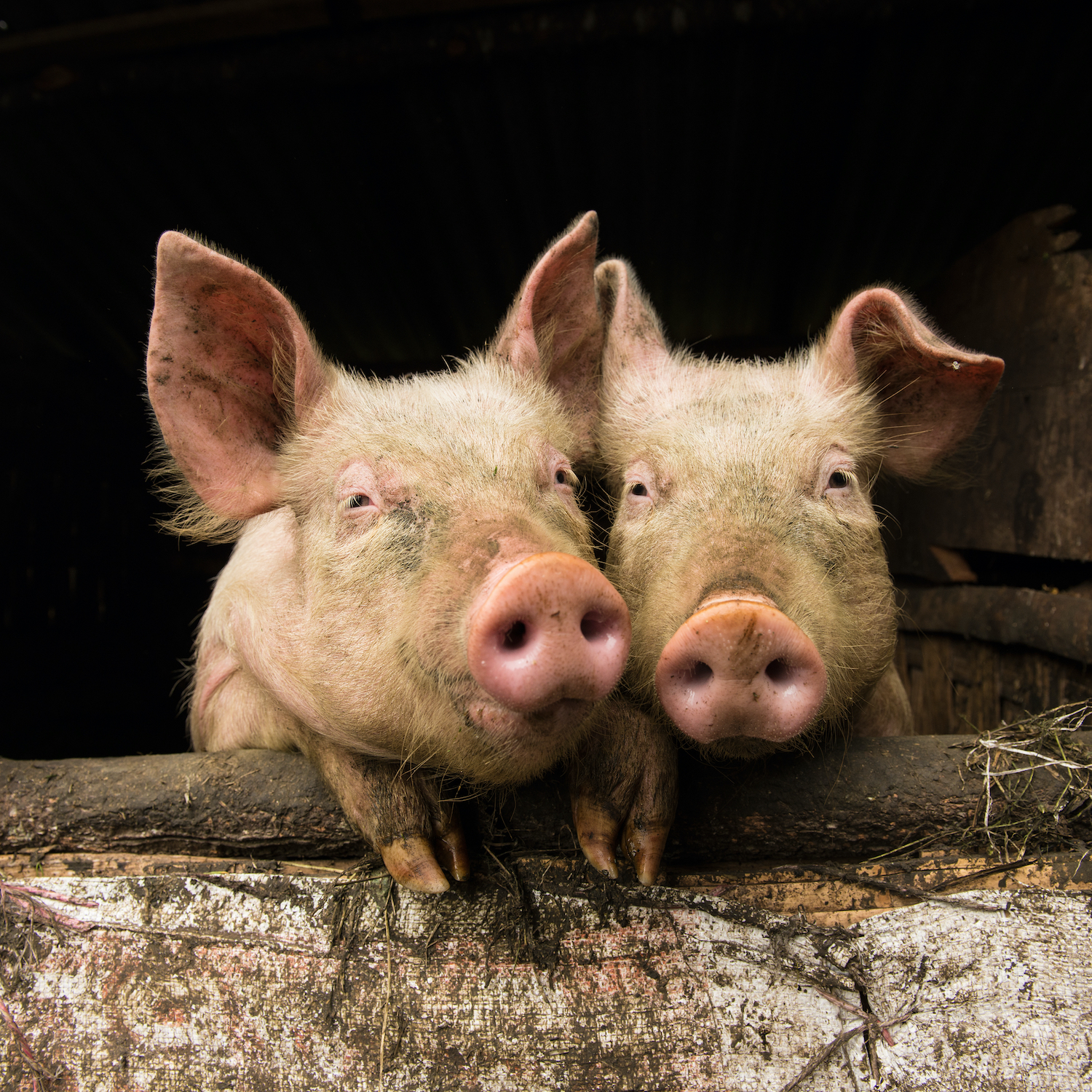 Why Eliminating Gestation Crates for Mother Pigs Will be a Major Focus in 2023