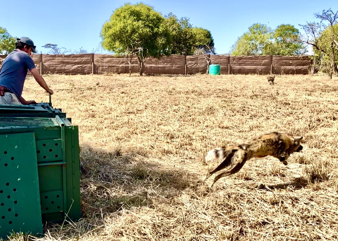 Wild Dog Translocation in Zululand