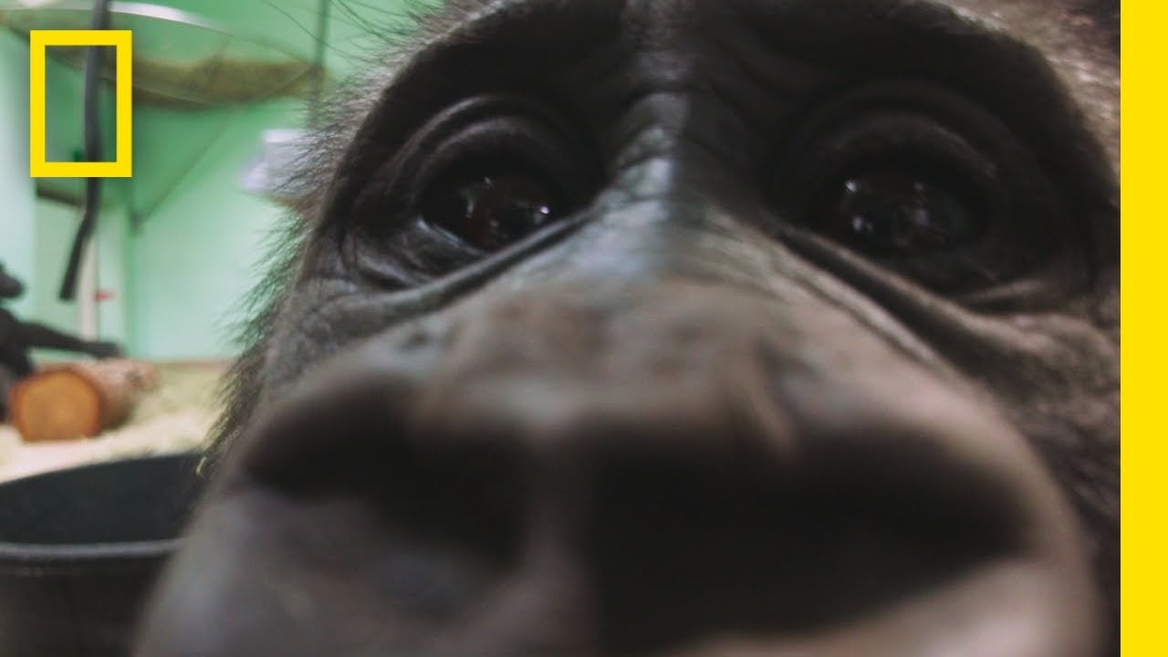 ‘Magic of Disney’s Animal Kingdom’ | Behind the Scenes Video