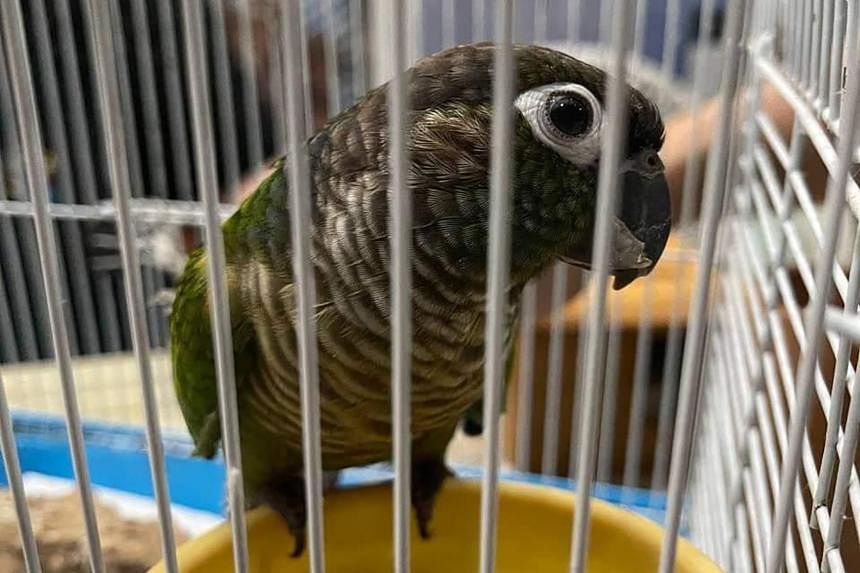 Abused parrot in video rescued by animal welfare society