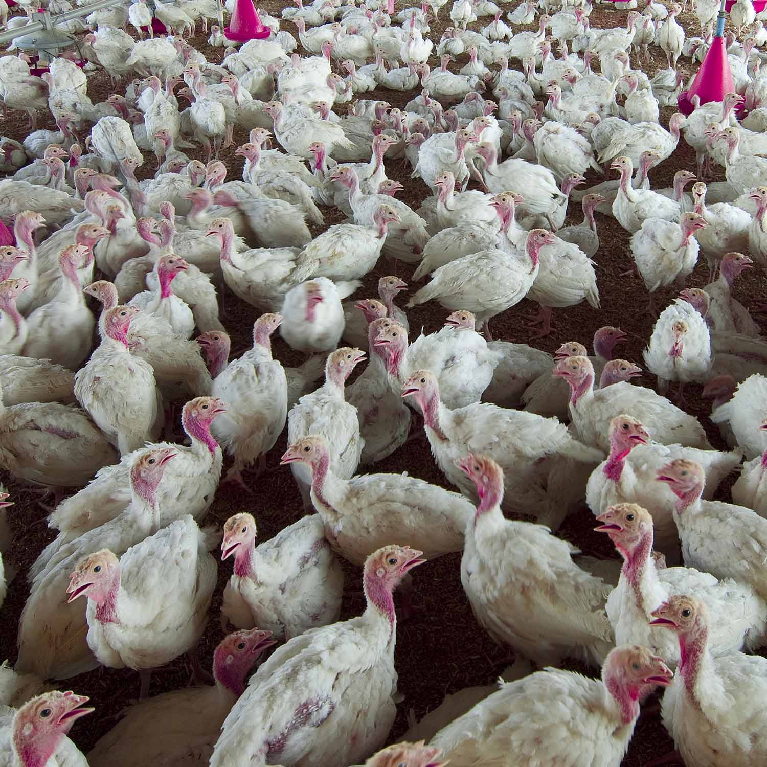 Animal Equality Files Complaint Against Major Turkey Producer