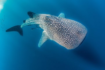 Channeled Messages from Whale Shark for All!