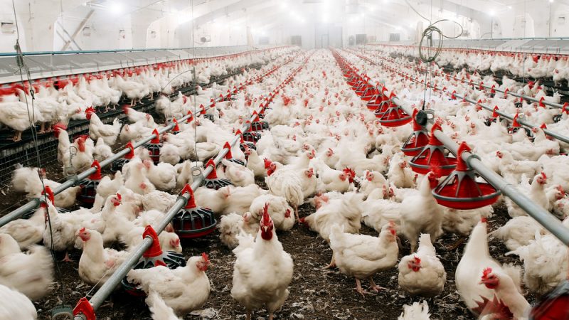 Commission harmonises rules on animal vaccination to tackle bird flu – EURACTIV.com