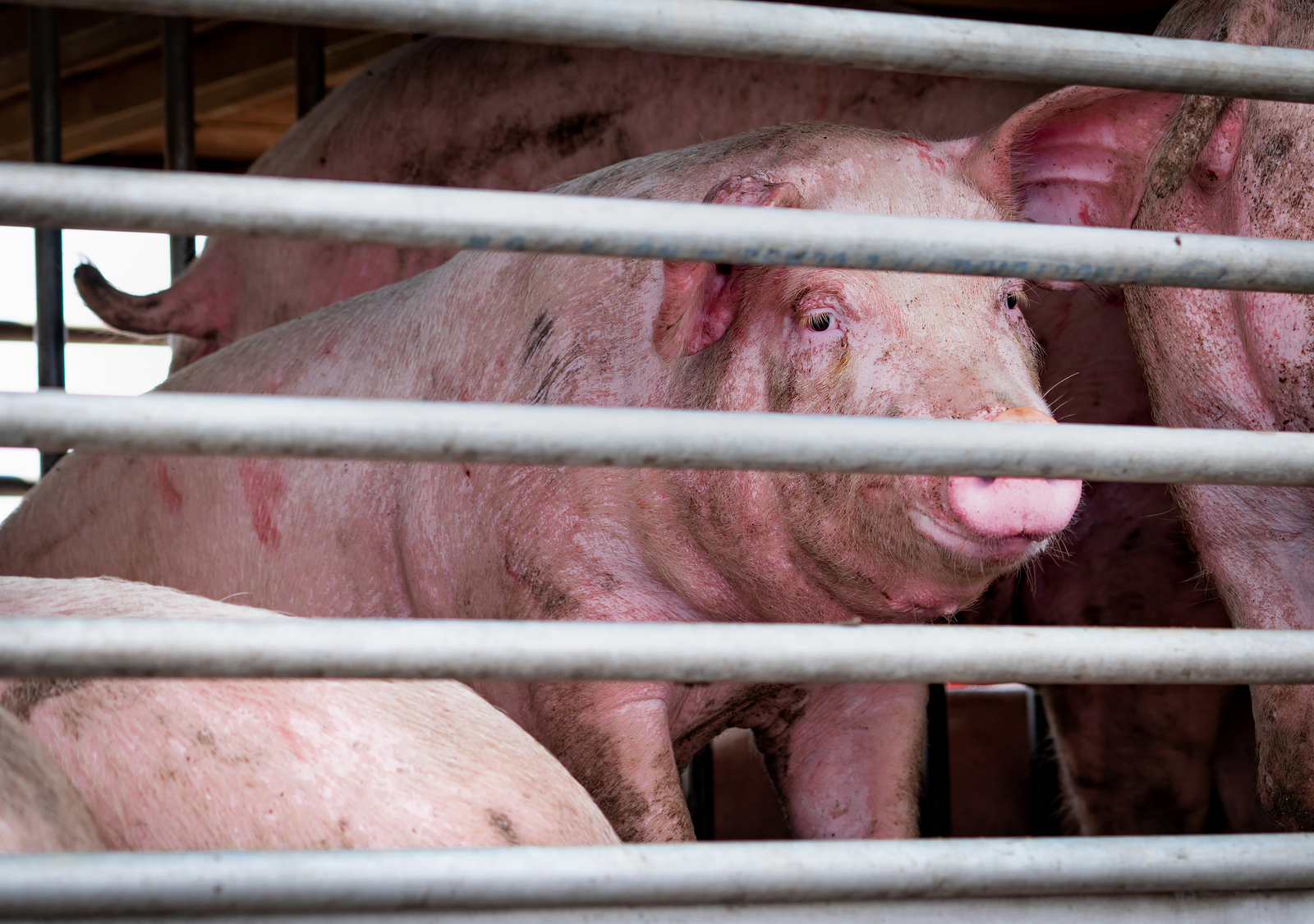 Federal Appeals Court in NC Says Undercover Filming of Animal Farms is Protected Speech