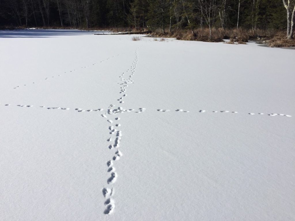 Land trust to host winter animal tracking in Woolwich Feb. 25