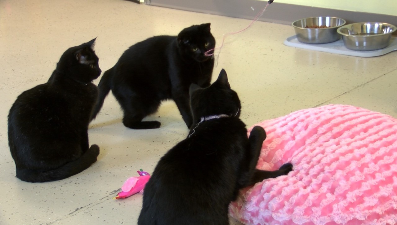 Local no kill animal rescue hosts pop-up ‘Cat Cafe’ | WJHL