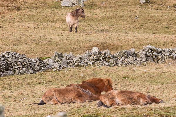One Horse Keeps Guard | My Shetland