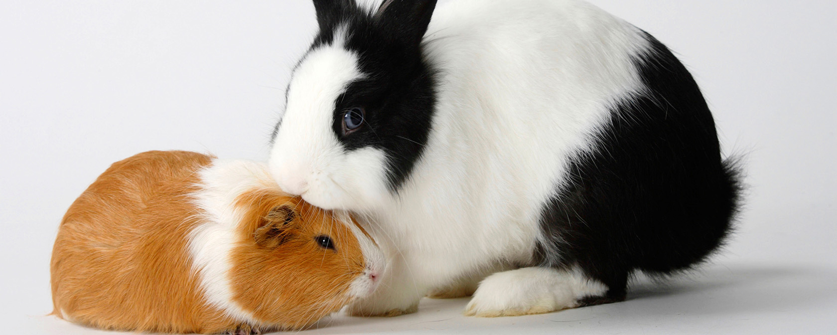 A decade’s worth of wins against cosmetics animal testing