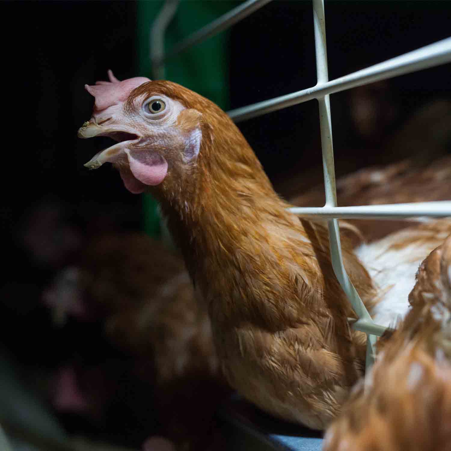 Animal Equality Demands An End to Cages for Animals Worldwide