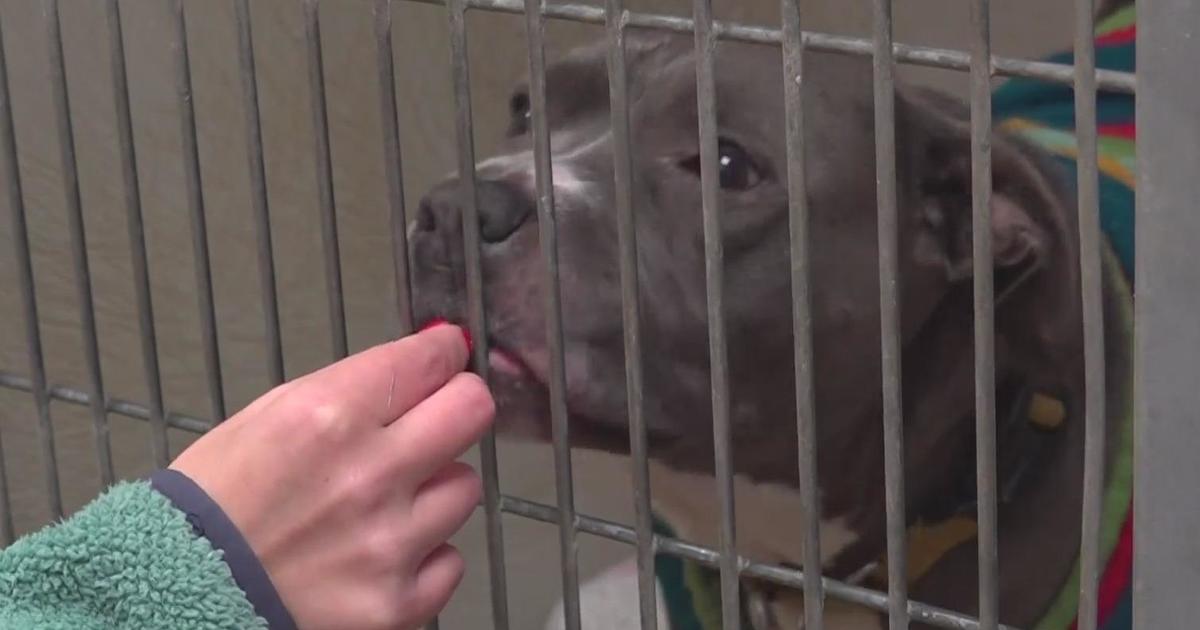 Anne Arundel County animal shelter waives dog adoption fees