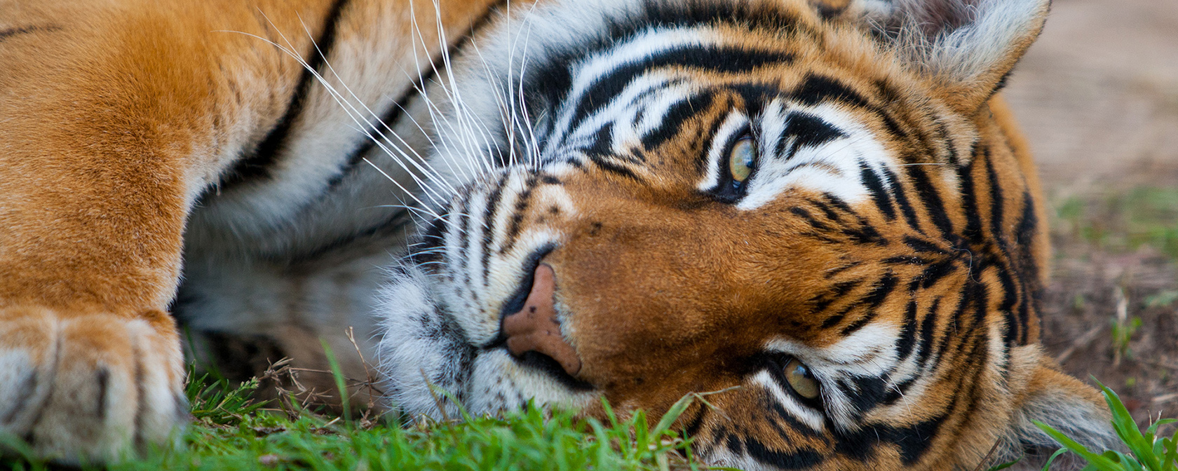 Celebrating the lawmakers who made 2022 a banner year for big cats and other animals
