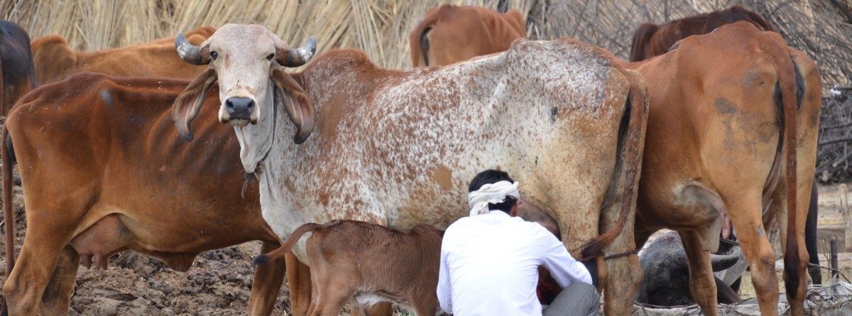 Declare Cow As ‘Protected National Animal’, Allahabad HC Urges Union Government