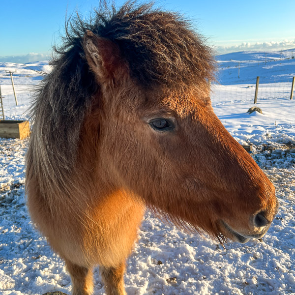 Get On With It! | My Shetland