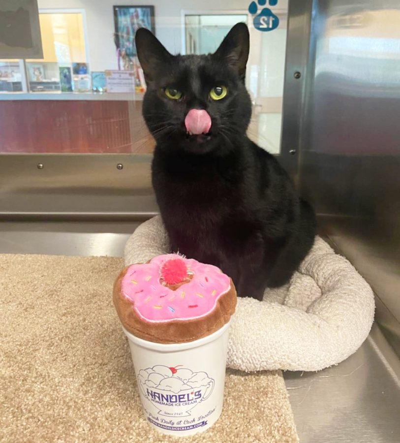 Ice cream fundraiser to benefit Flower Mound Animal Services - Cross Timbers Gazette | Southern Denton County | Flower Mound