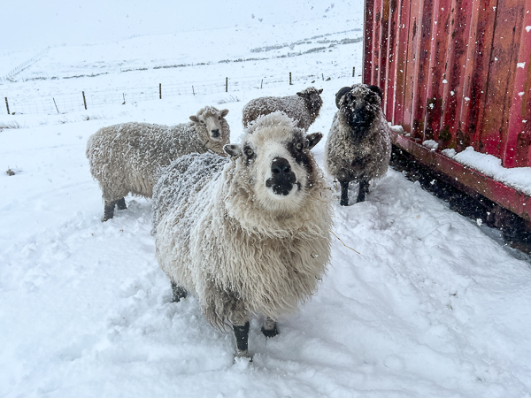 Intermittent Blizzards | My Shetland