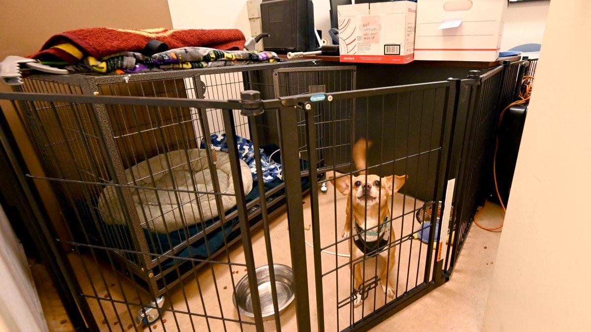 Long Beach Animal Shelter Over ‘Critical Capacity’ – NBC Los Angeles