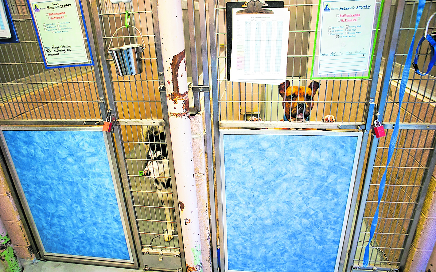 Multnomah County animal shelter needs a system of accountability, not another review