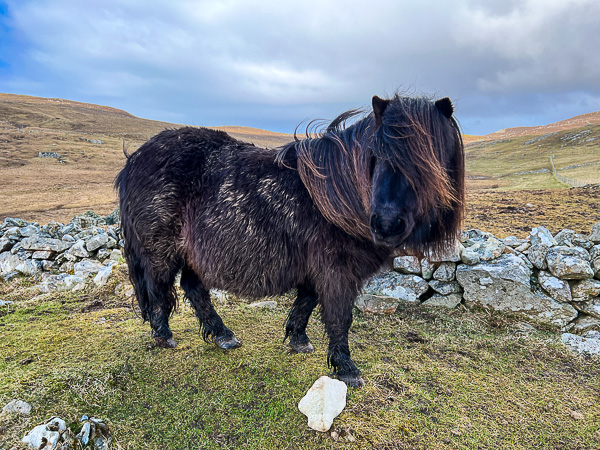 Revolting Ponies | My Shetland