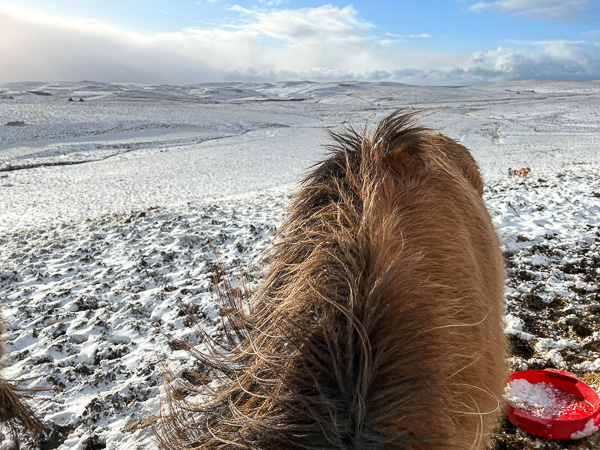 Snow (again) | My Shetland