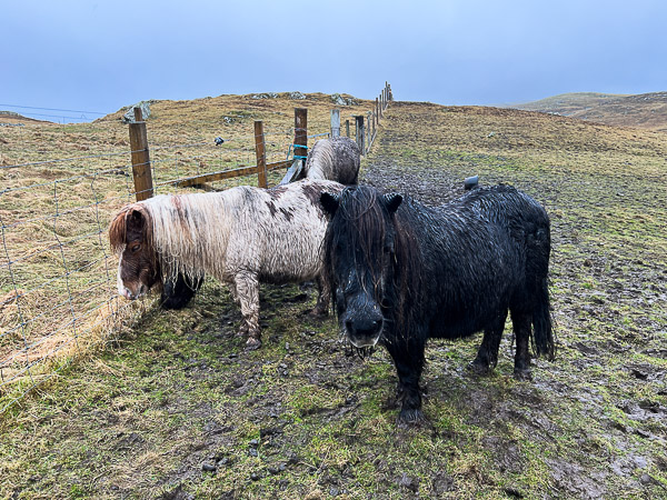 Soggy Us | My Shetland