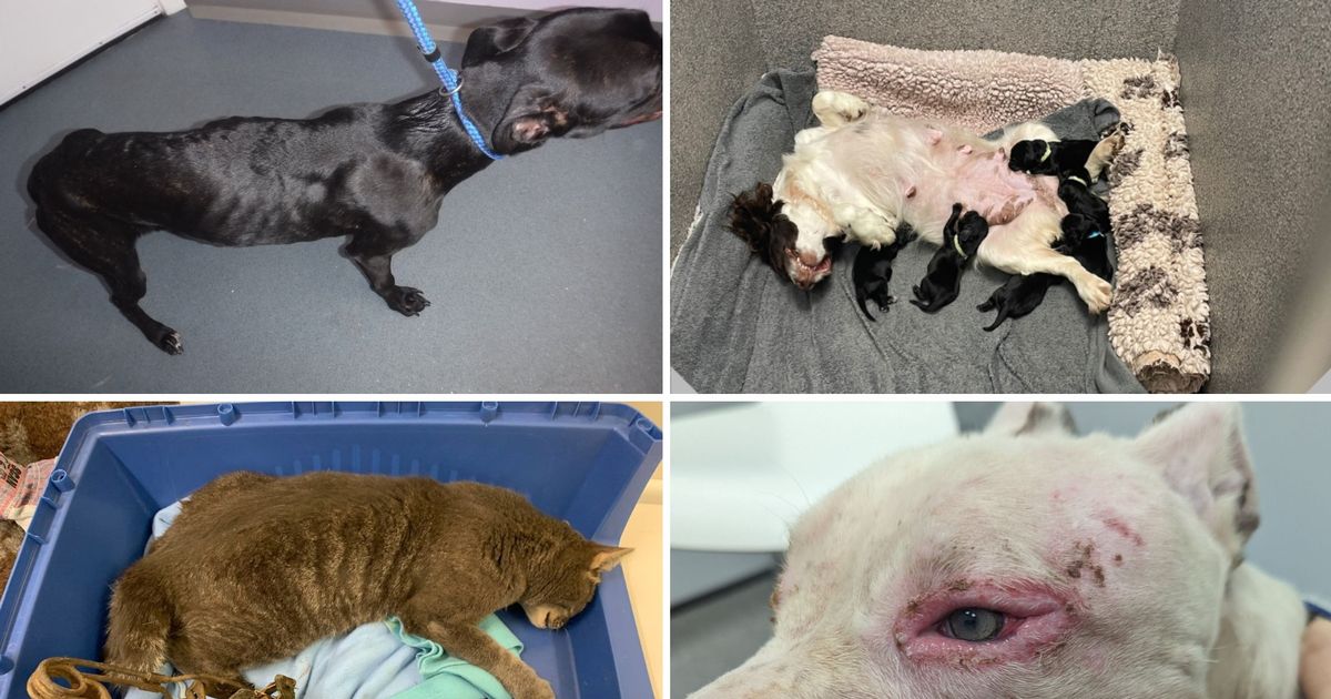Starving, beaten, abandoned: The shocking cases of animal cruelty in the North East