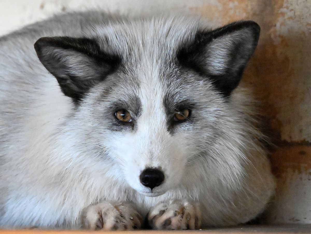 Starving fox adopted by animal rescue leaves staff in tears as he makes new friend