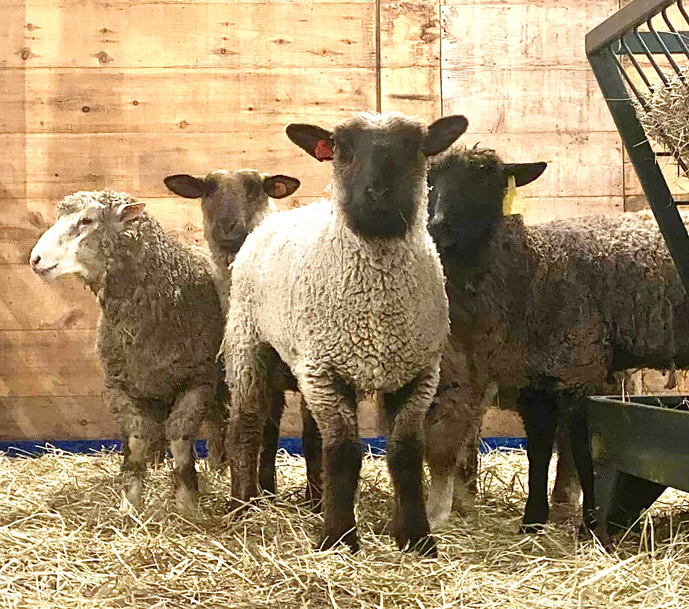 WAN Talks With Mike Stura, Founder Of Skylands Animal Sanctuary About Rescuing 7 Sheep Who Escaped Slaughter In New Jersey