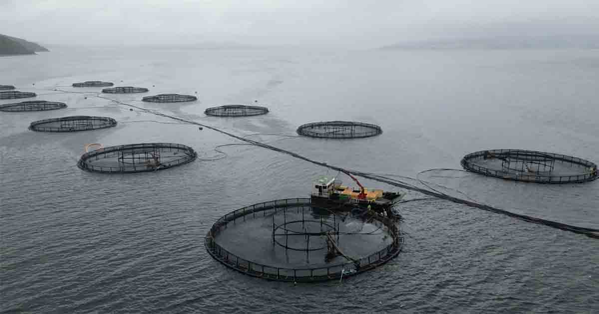 What Is Fish Farming? | Animal Equality