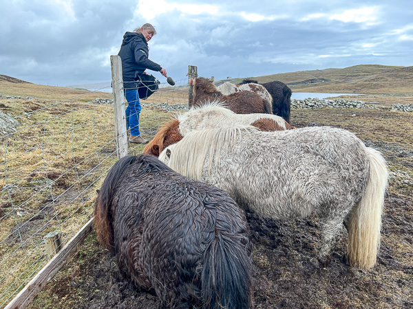 A New Field | My Shetland