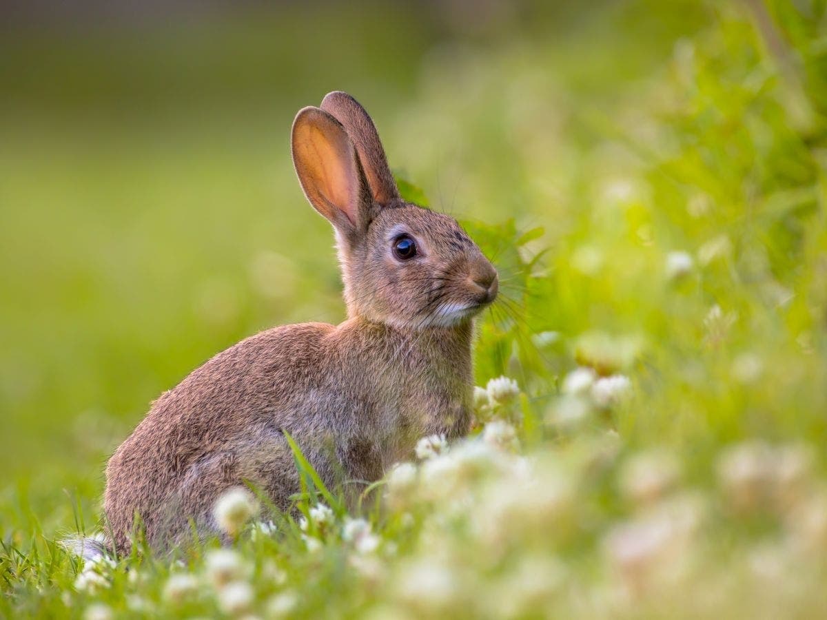 Animal Cruelty: AWLA Investigates Blow Darts Shot At Rabbits